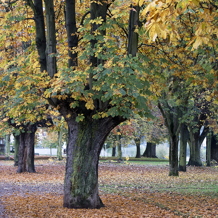 Lahntal SAM_4803 Kopie.jpg - Der Herbst zeigte sich von der schönsten Seite